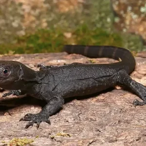 Baby Black Dragon Monitor for Sale