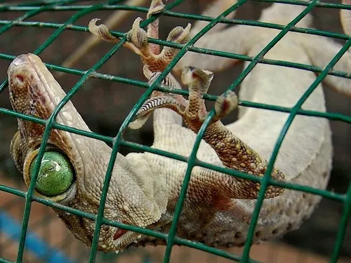 Green Eye Gecko for Sale