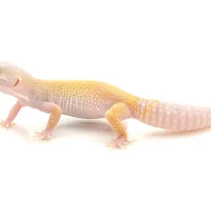 Leucistic Leopard Gecko for Sale