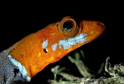 Orange Headed Gecko for Sale