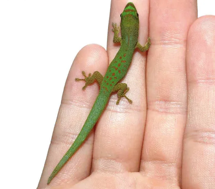 Pasteur’s Day Gecko For Sale