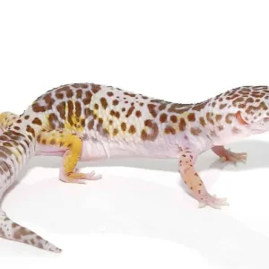 West Indian Leopard Gecko For Sale