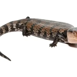 Halmahera Blue Tongue Skink For Sale