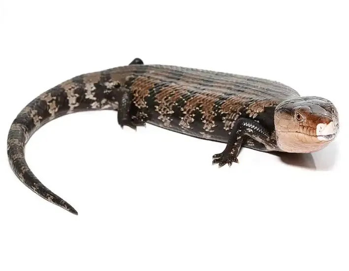 Halmahera Blue Tongue Skink For Sale