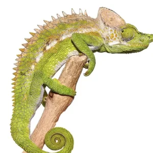 Antimena Chameleon