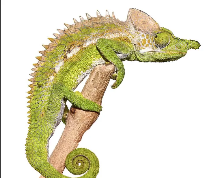 Antimena Chameleon