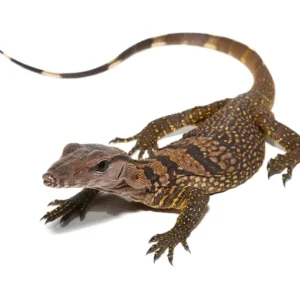 Baby Black Roughneck Monitor For Sale