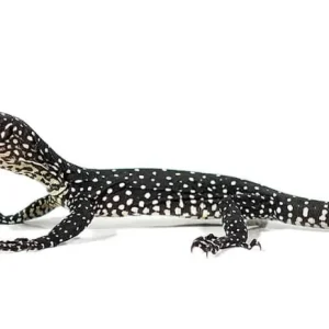 Baby Blue Tail Monitor For Sale