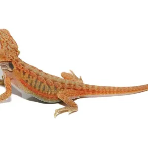 Baby Translucent Hypo Leatherback Dunner Bearded Dragon For Sale