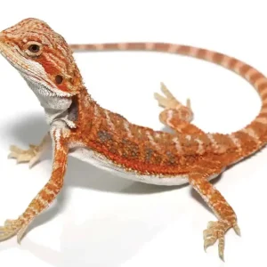 Blue Bar Bearded Dragon For Sale
