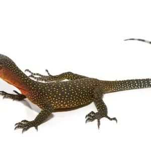 Baby Peach Throat Monitor For Sale