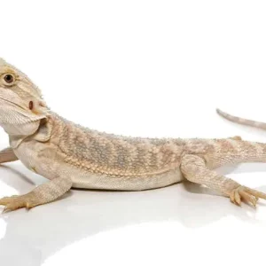 Hypo Blue Bar Bearded Dragon For Sale