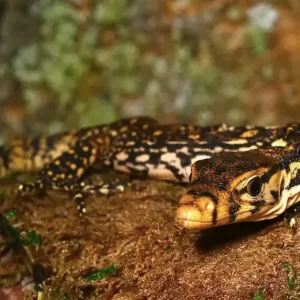 Baby Sumbawa Water Monitor For Sale