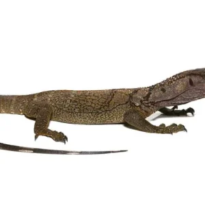 Black Roughneck Monitor For Sale