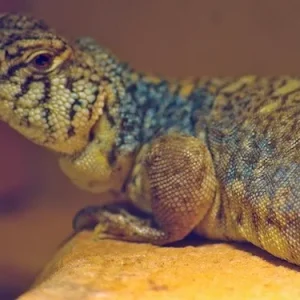 Arabian Blue Uromastyx For Sale
