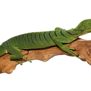Green Tree Monitor (Pair) for Sale