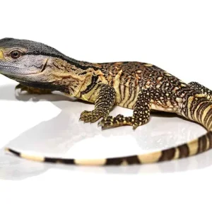 Exotic Reptiles Marketplace