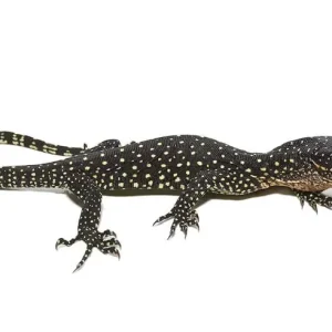 Hatchling Solomon Island Mangrove Monitor For Sale