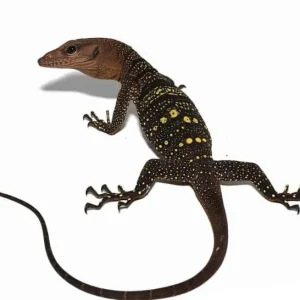 Hatchling Spiny Neck Monitor For Sale