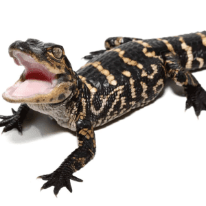 American Alligator