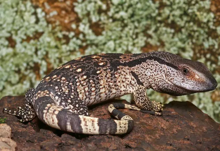 Hatchling White Throat Monitor For Sale