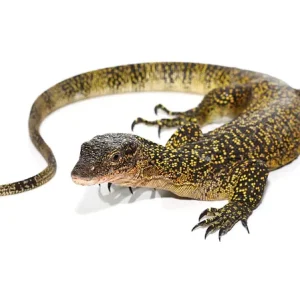 Russell Island Mangrove Monitor For Sale
