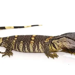 Small Black throat Monitor For Sale