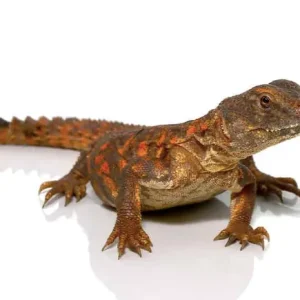 Baby Red Niger Uromastyx For Sale