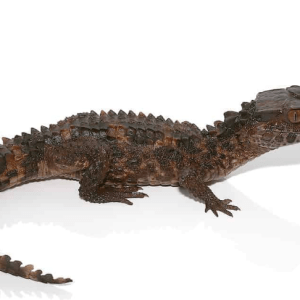 Baby Smooth Front Caiman For Sale