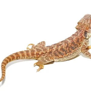 9 -11 Inch Inferno Bearded Dragon For Sale