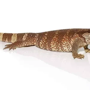 South African White Throat Monitor For Sale