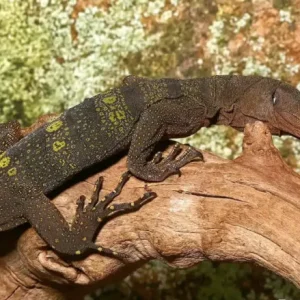 Spiny Neck Monitor For Sale