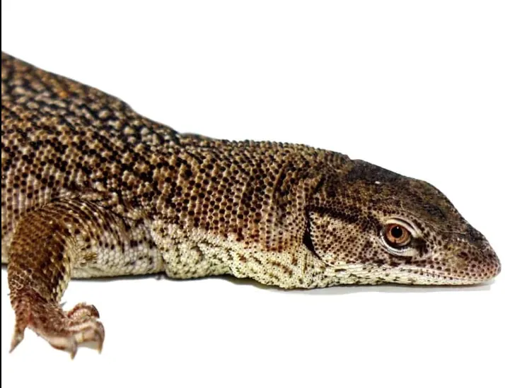 Storr’s Monitor For Sale