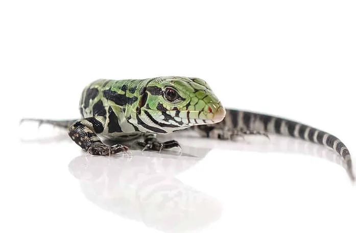 Baby Argentine Black and White Tegu For Sale