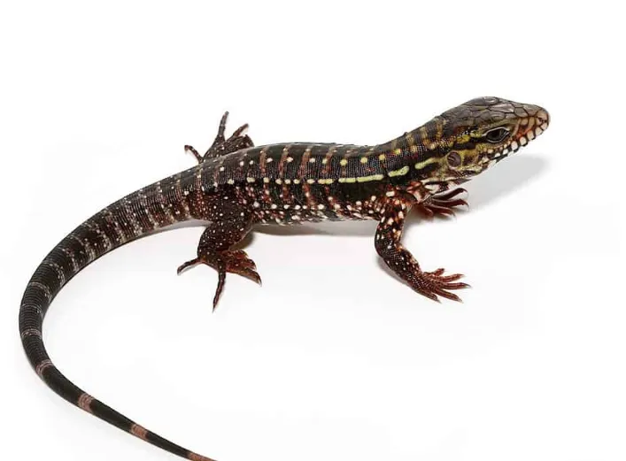 Baby Pink Panther Tegu For Sale