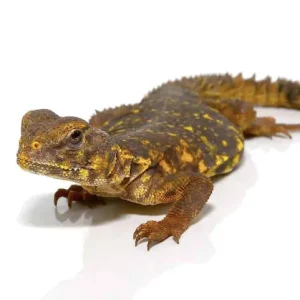 Baby Yellow Niger Uromastyx For Sale