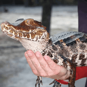 Cuvier’s Dwarf Caiman for Sale