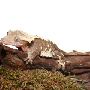 Adult Premium Crested gecko For Sale