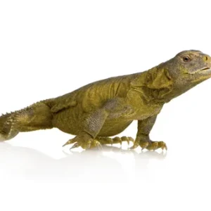 Egyptian Uromastyx for Sale