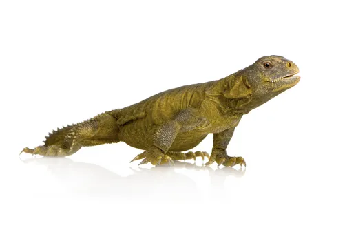 Egyptian Uromastyx for Sale