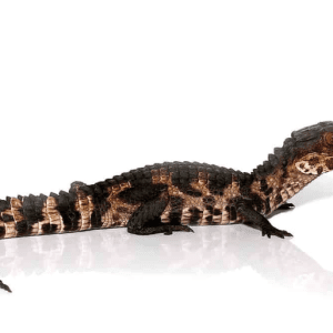 Dwarf Caiman