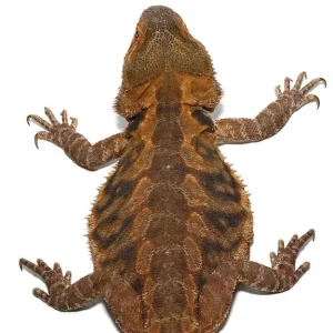 Adult Male Bearded Dragon For Sale