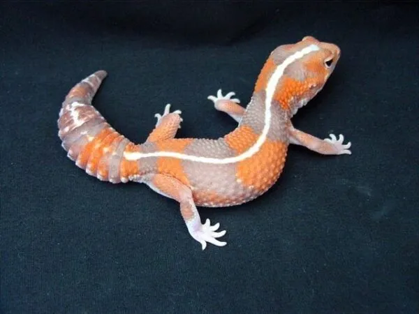 African Fat Tailed Gecko For Sale - Image 3