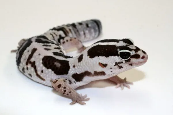 African Fat Tailed Gecko For Sale - Image 2