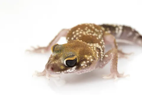 Australian Barking Gecko for Sale