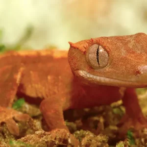 Baby Dalmatian Crested Gecko For Sale