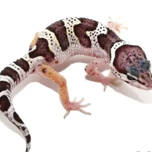 Baby Mack Snow Leopard Gecko For Sale