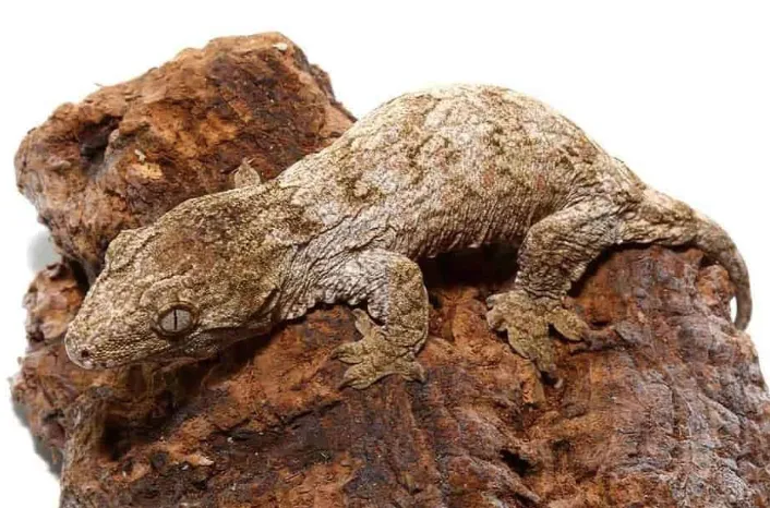 Baby Offshore Leachianus Gecko For Sale