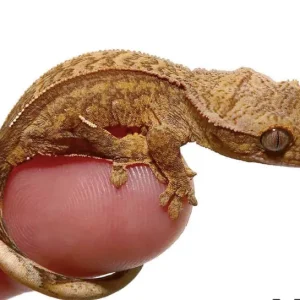 Baby Partial Pinstripe Crested Geckos For Sale