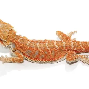 Hypo Inferno Blue Bar Bearded Dragon for Sale